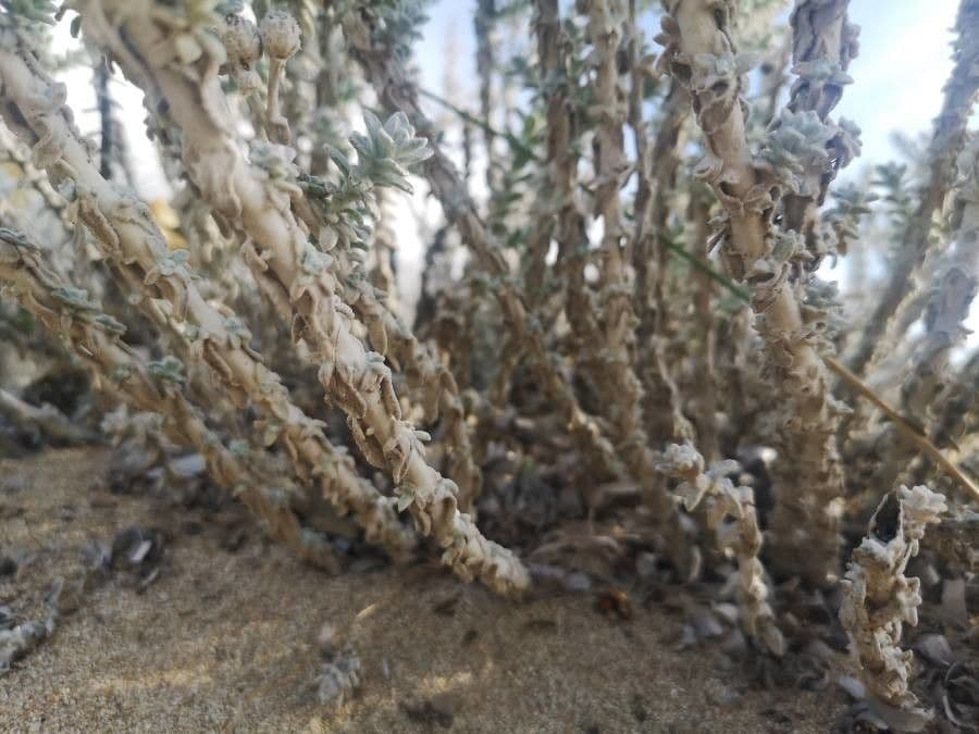 Achillea marittima 24