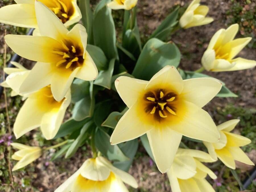 Tulipano ninfea 2