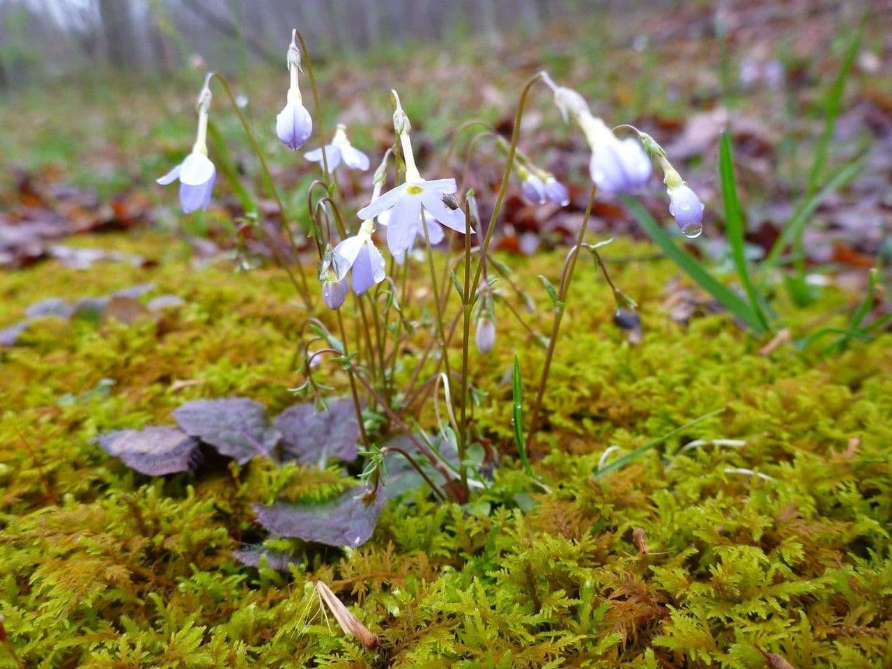 Houstonia azzurra 8
