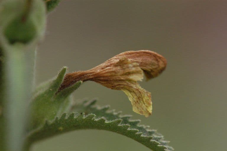 Pedicularis bracteosa 4