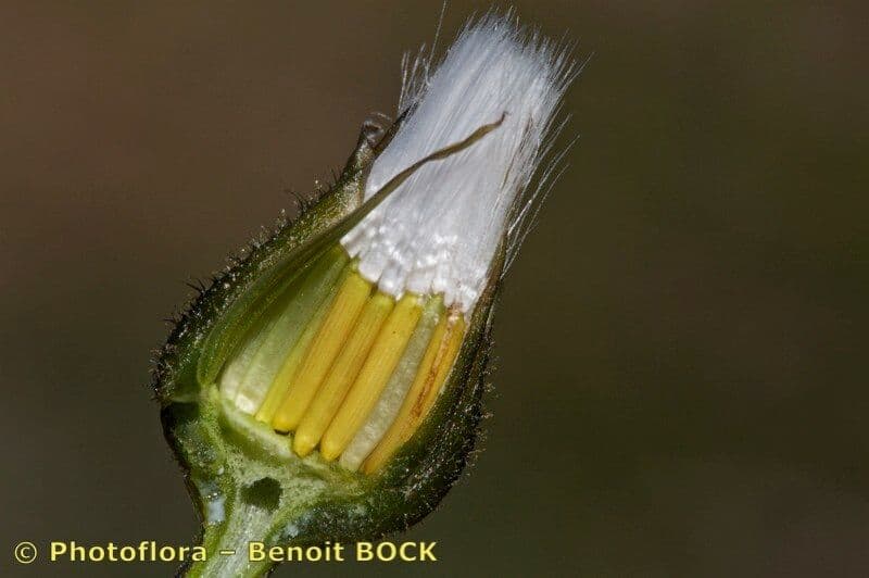 Radicchiella dolcigna 3