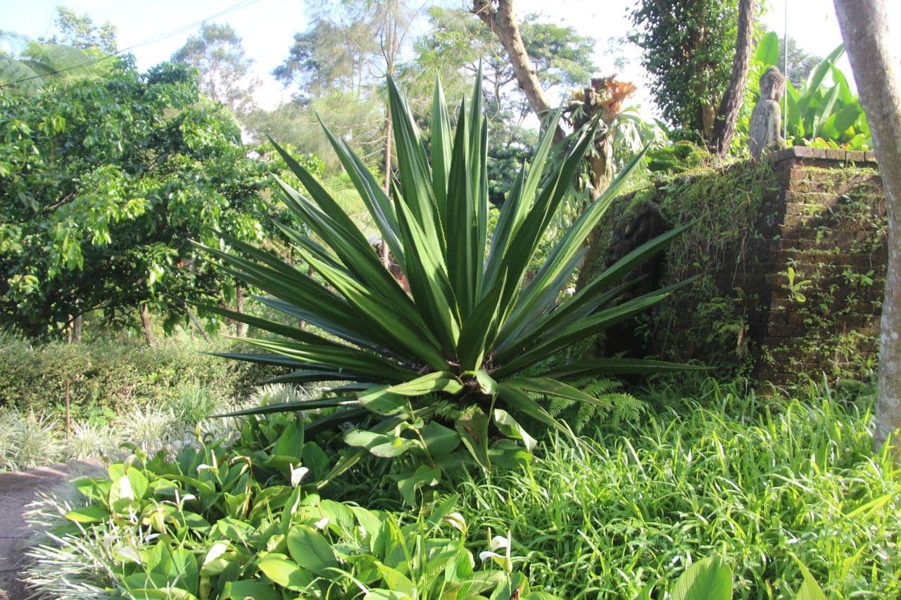 Agave 11