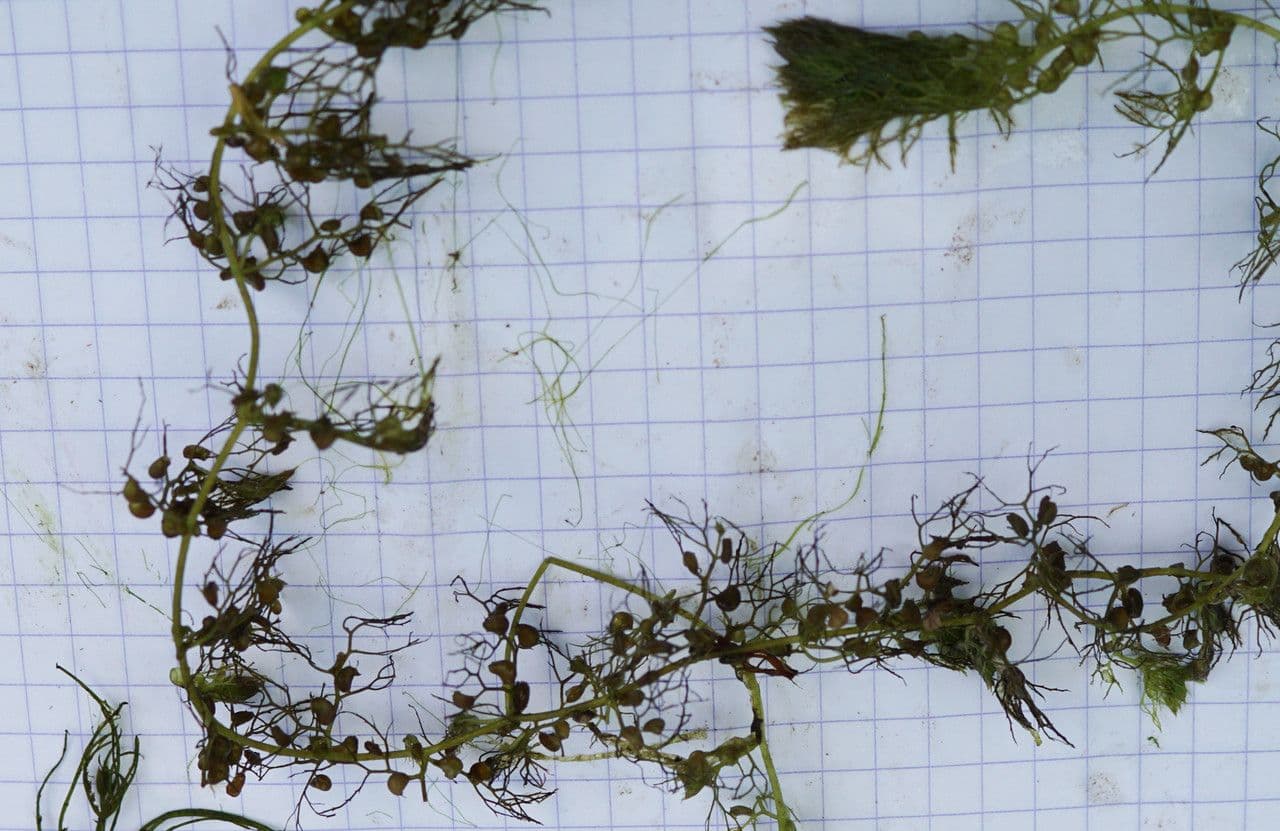 Erba vescica 18