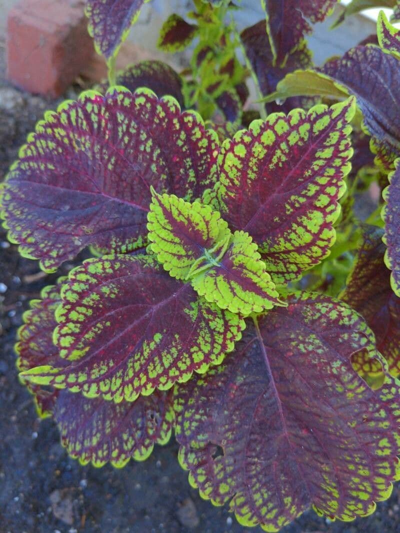 Solenostemon