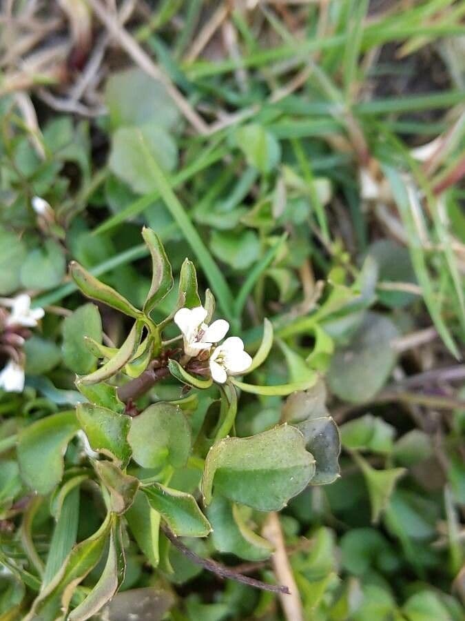 Cardamine parviflora 7
