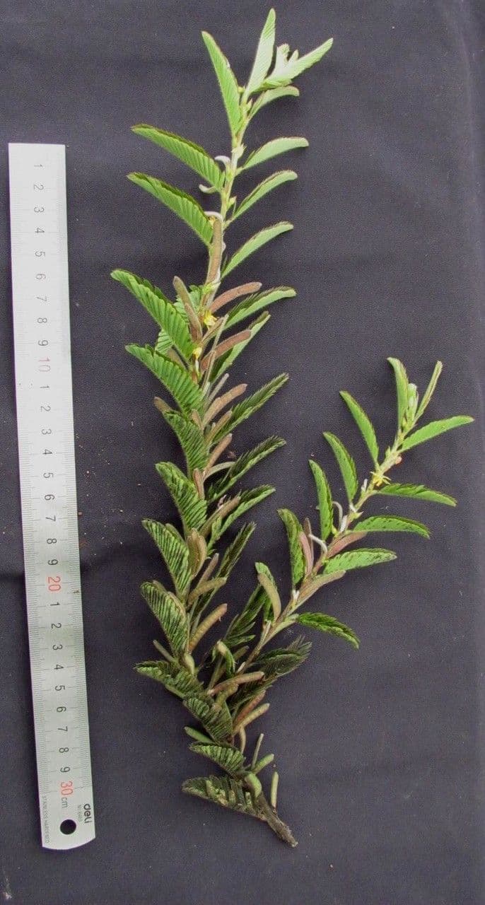 Herbe sensible 29