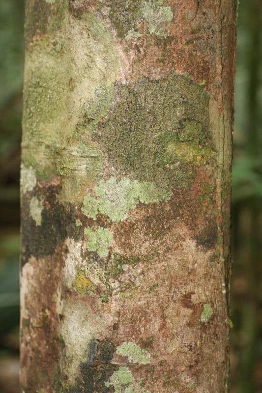 Lacistema grandifolium 5