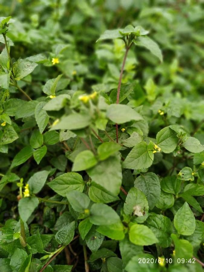 Calyptocarpus vialis 16