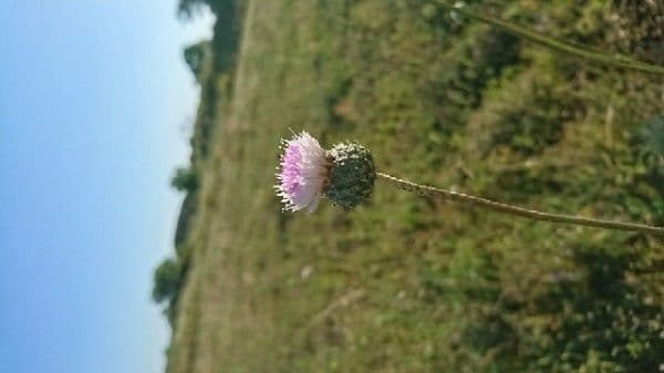 Weißgefleckte Distel 10