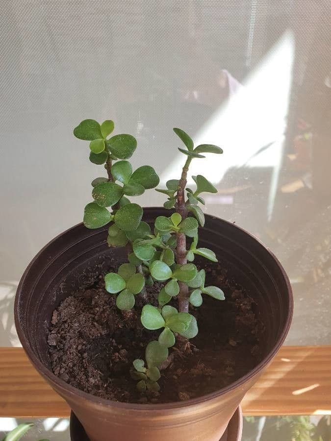 Portulacaria afra 29