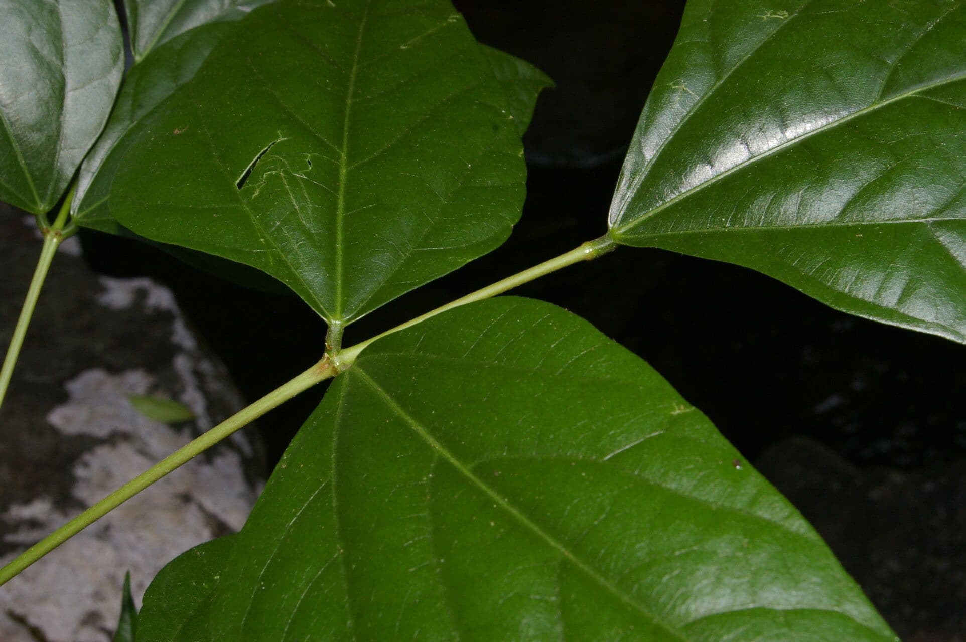 Erythrina kopinatá 6