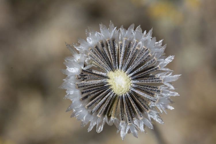 Chaenactis glabriuscula