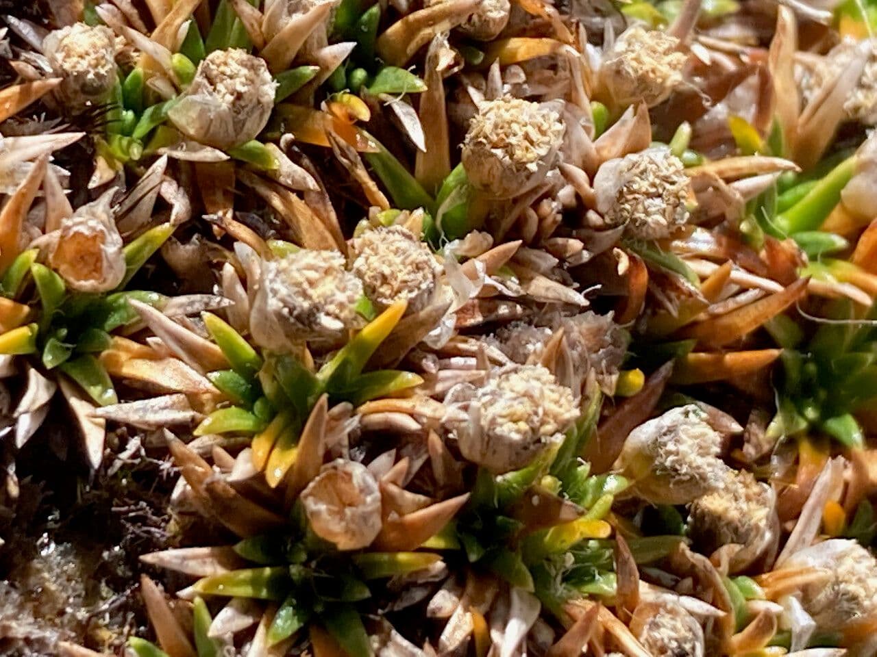 Paepalanthus 3
