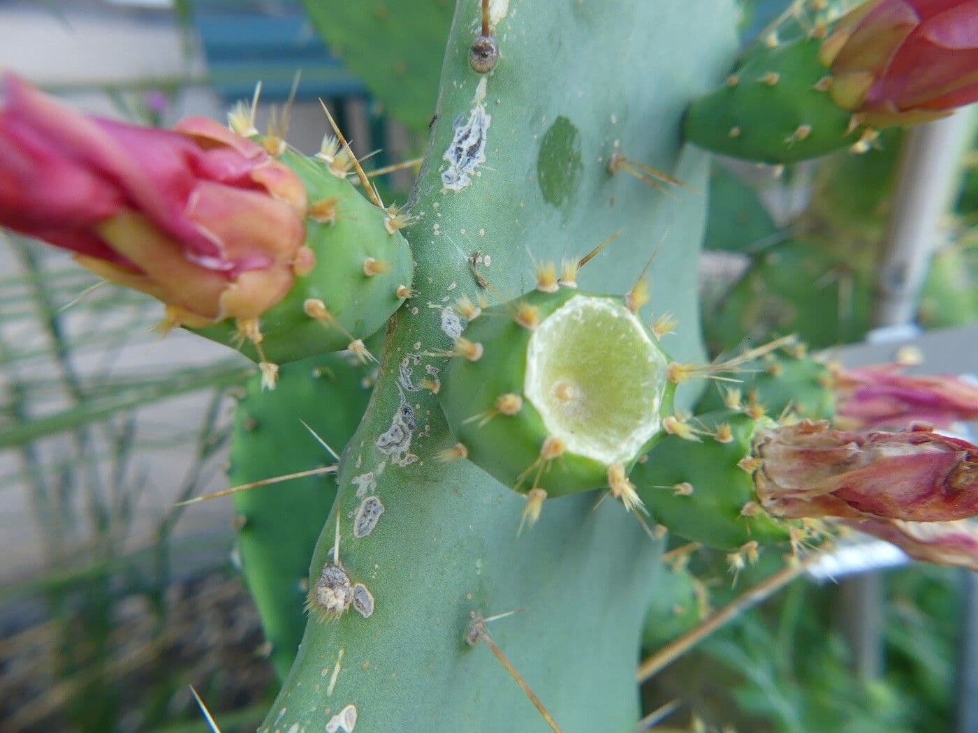 Opuntia alta