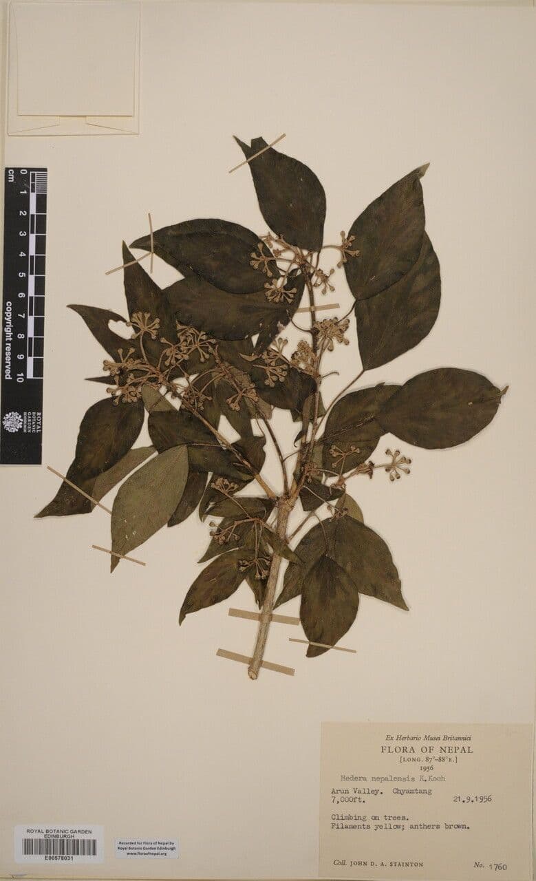 Edera nepalese 13
