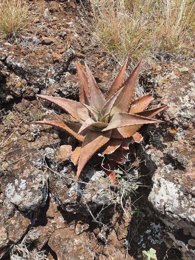 Aloe 7