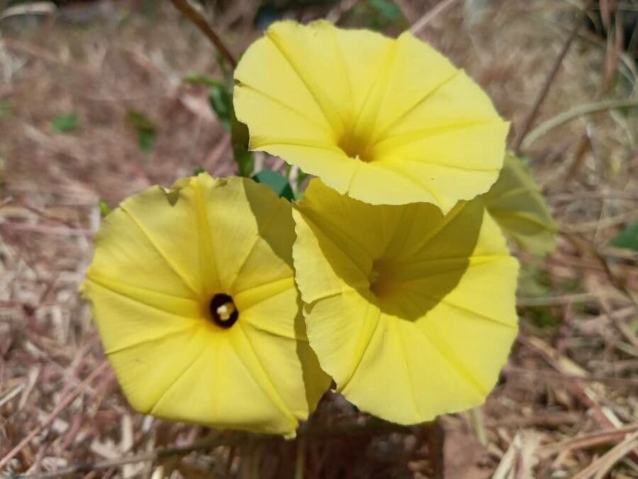 Ipomoea ocra 3