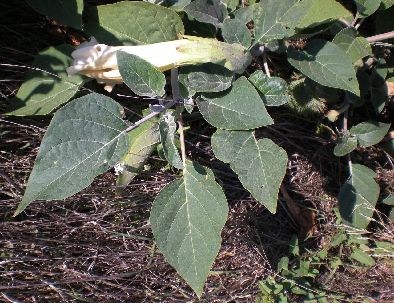 Datura di Wright 30