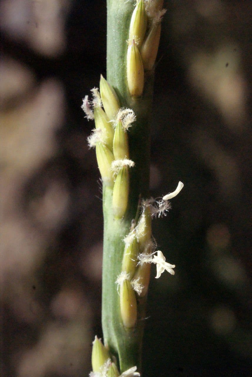 Stenotaphrum 4