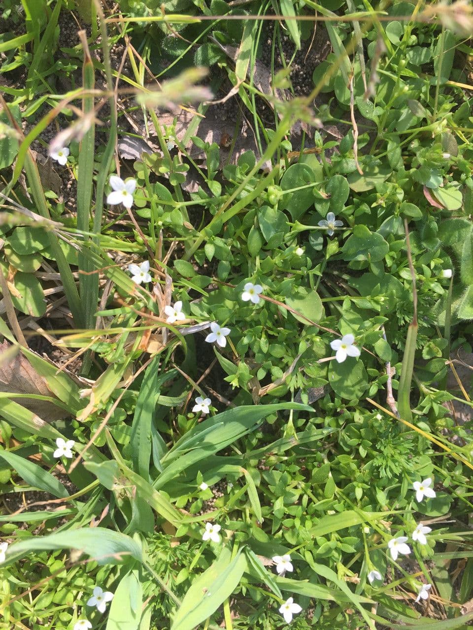 Houstonia micrantha 6
