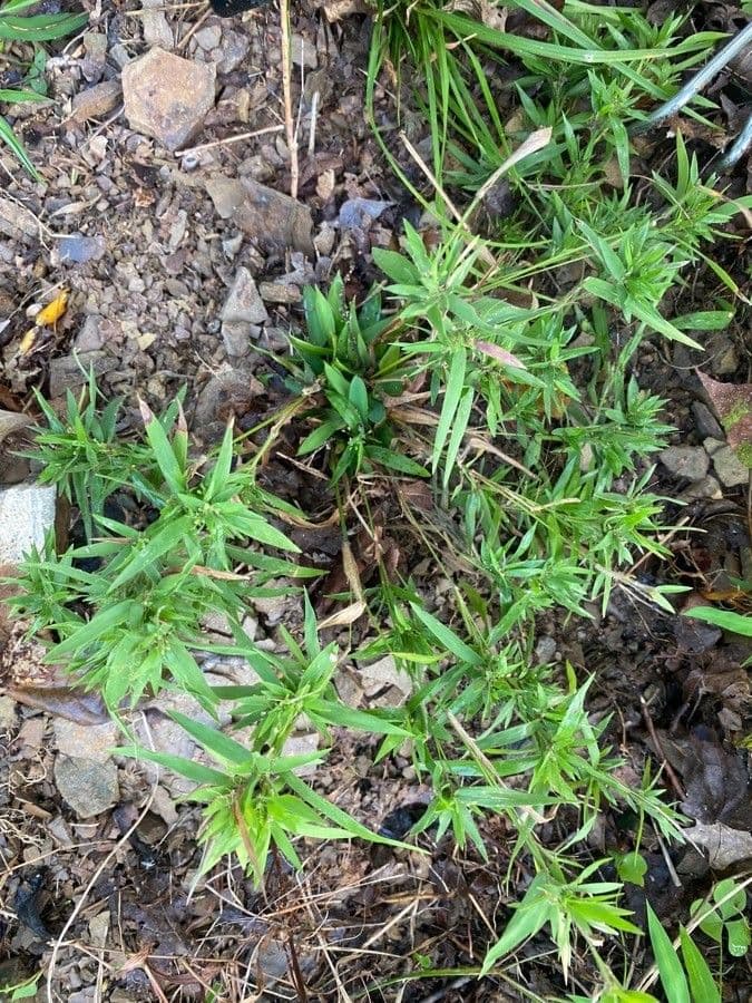 Melampyrum lineare 13