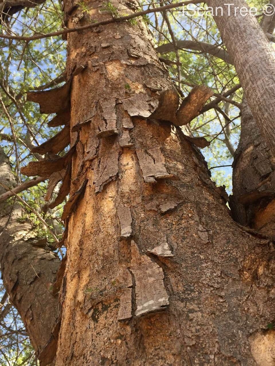 Albizia 16
