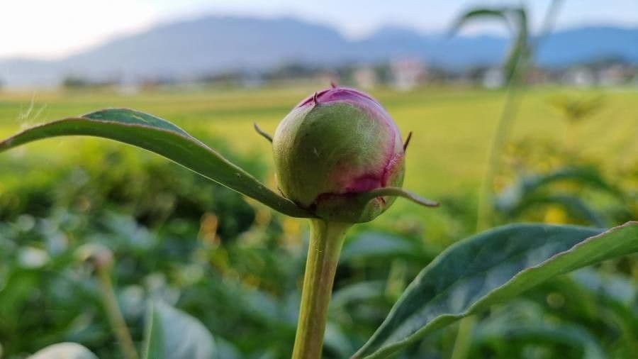 Echte Pfingstrose 27