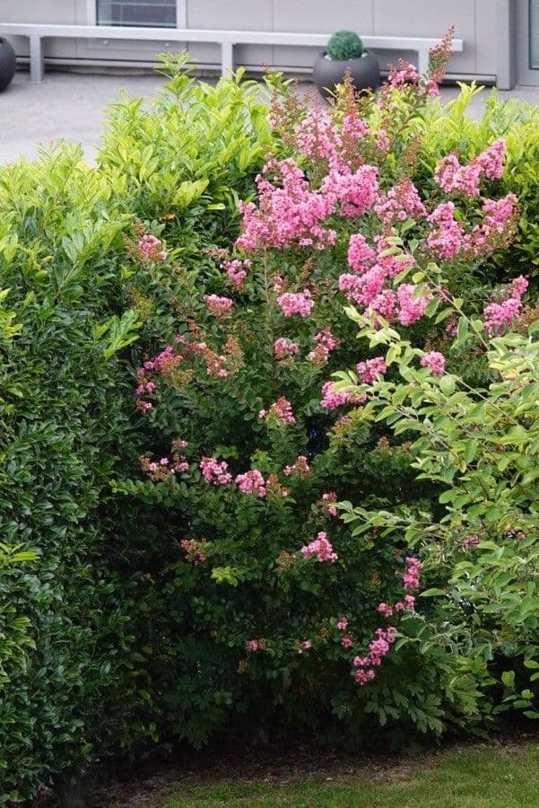 Lagerstroemia 13