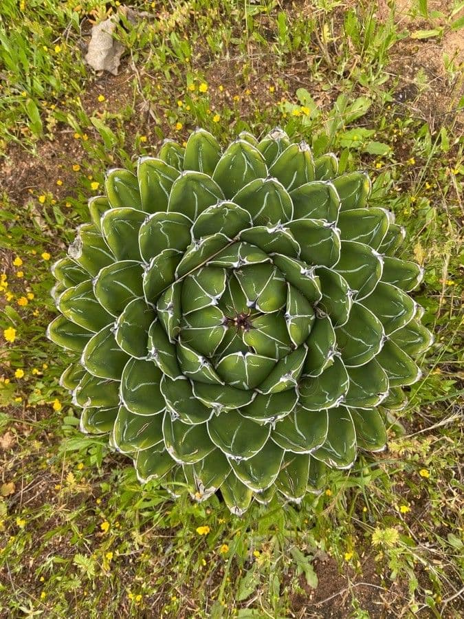 Agawa Wiktorii 6