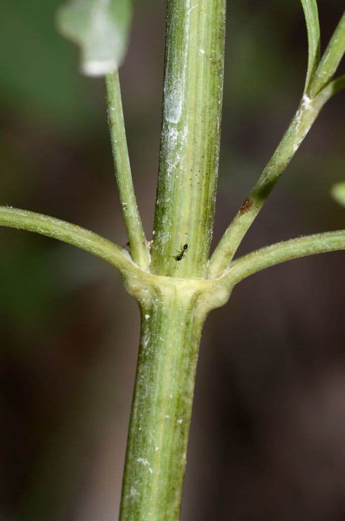 Coreopsis 17