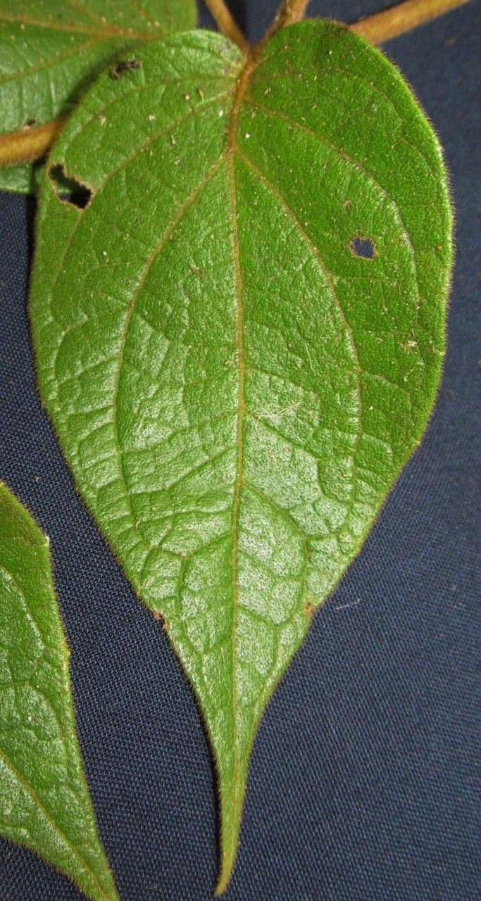 Mikania banisteriae 10