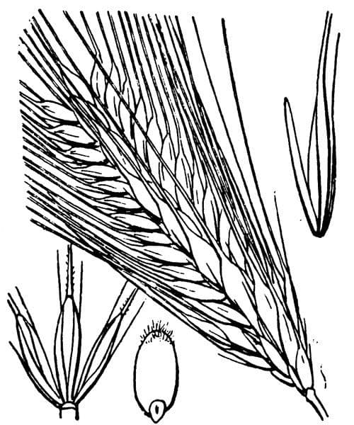 Orzo 26