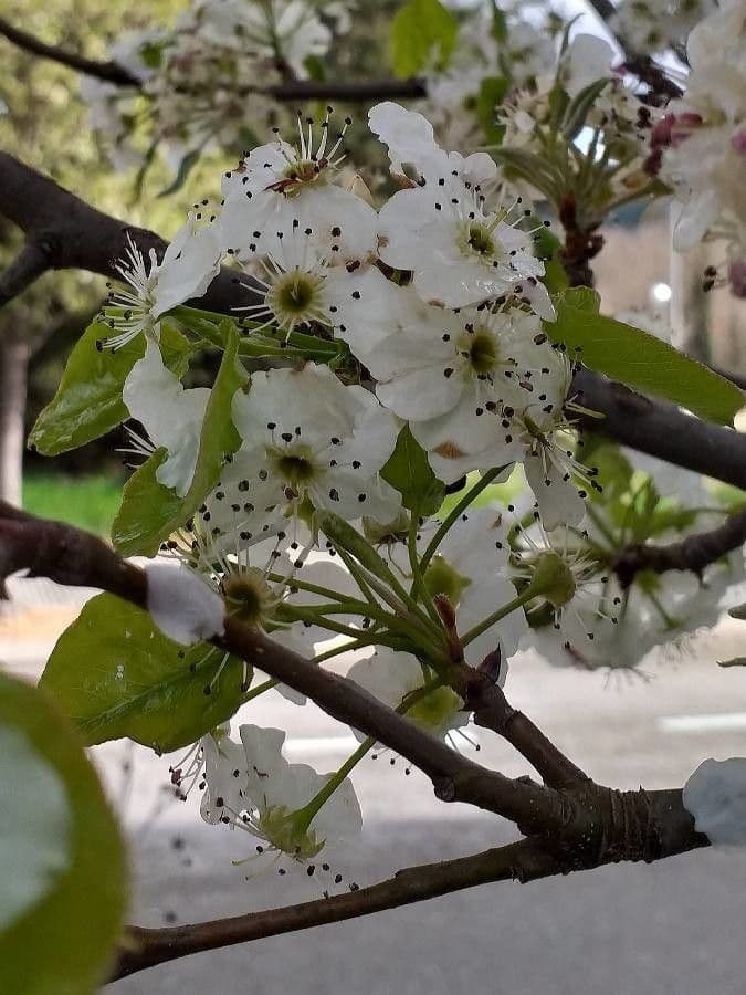 Pero di Callery 7