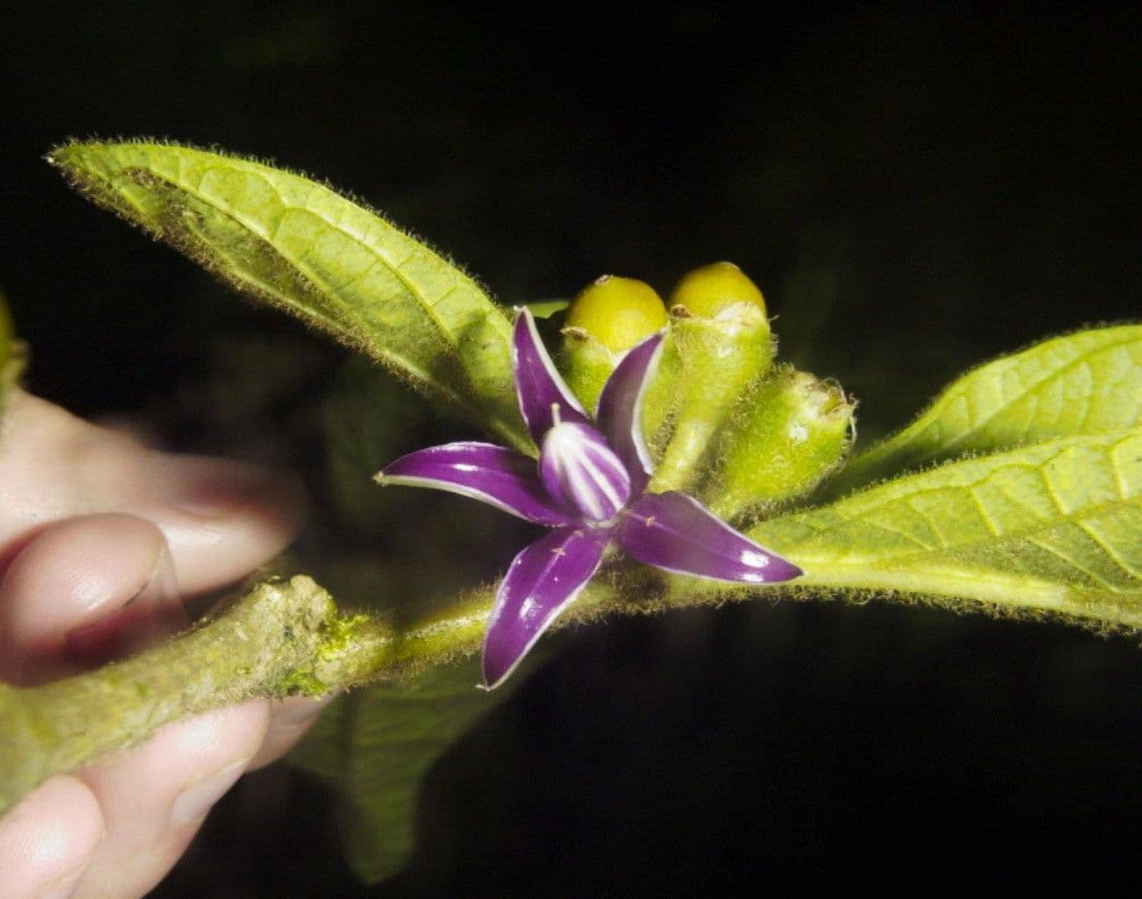 Lycianthes sanctaeclarae 5