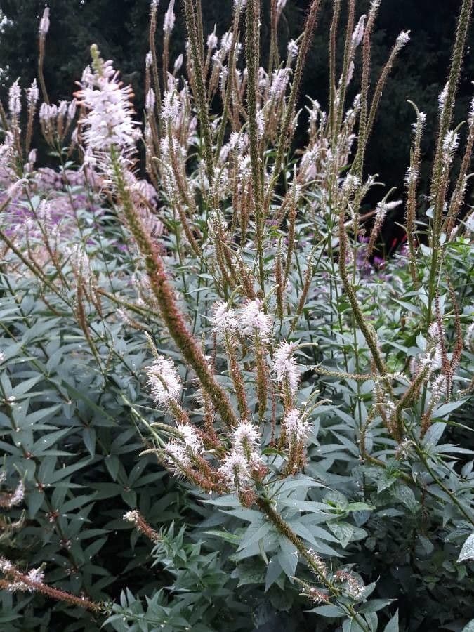 Veronica virginica 18