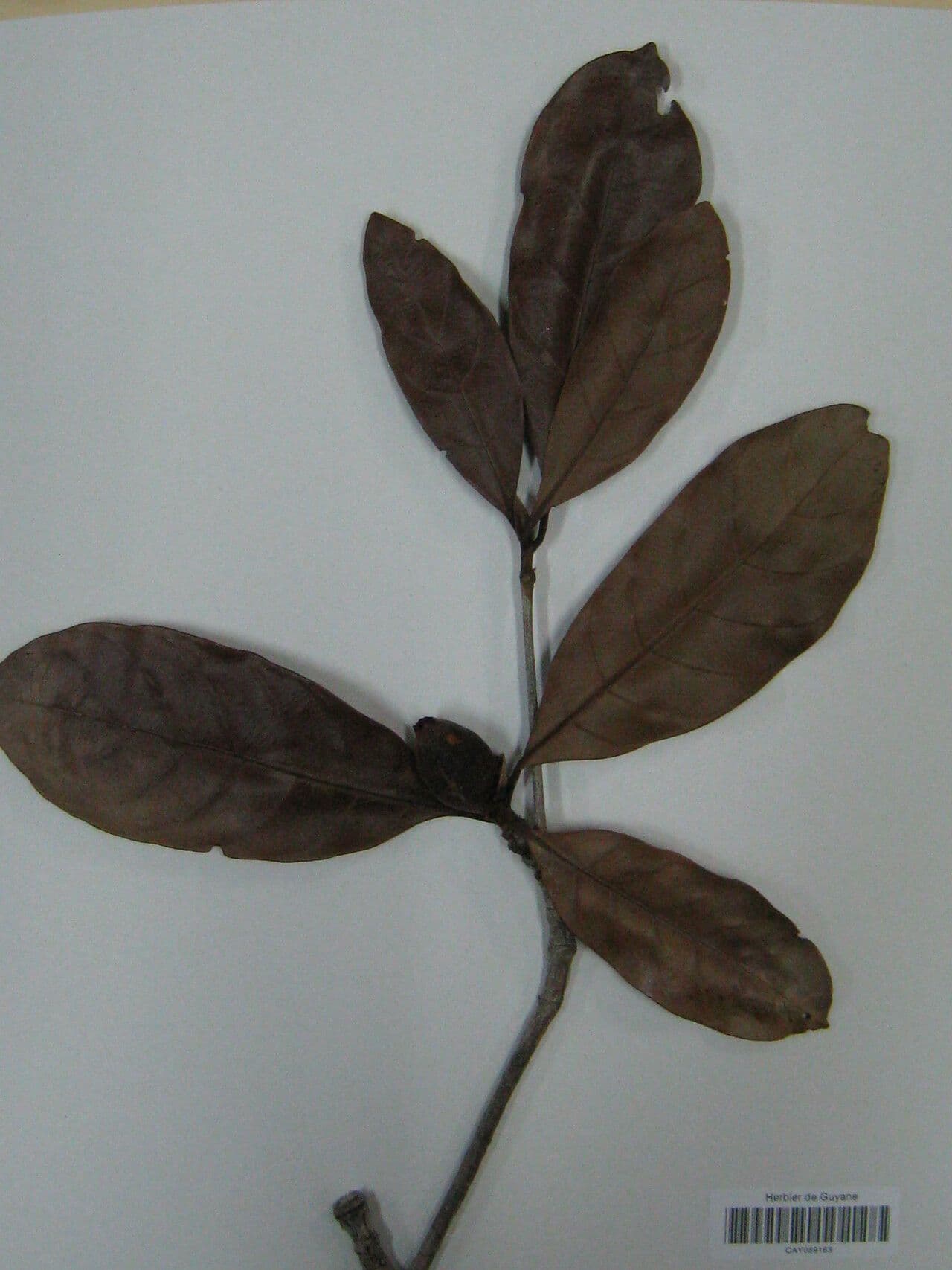 Duroia 5