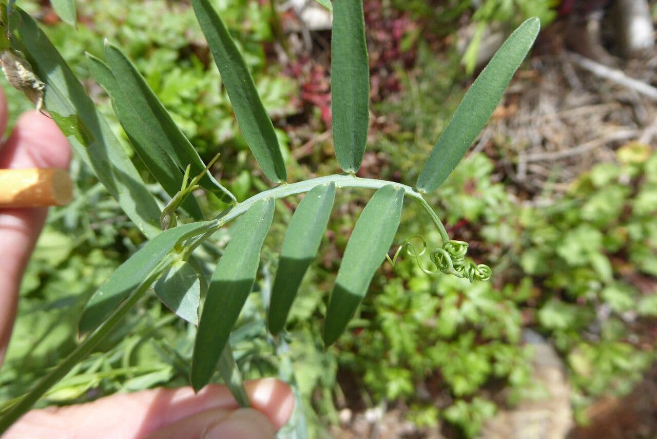 Cicerchia clymenum 19