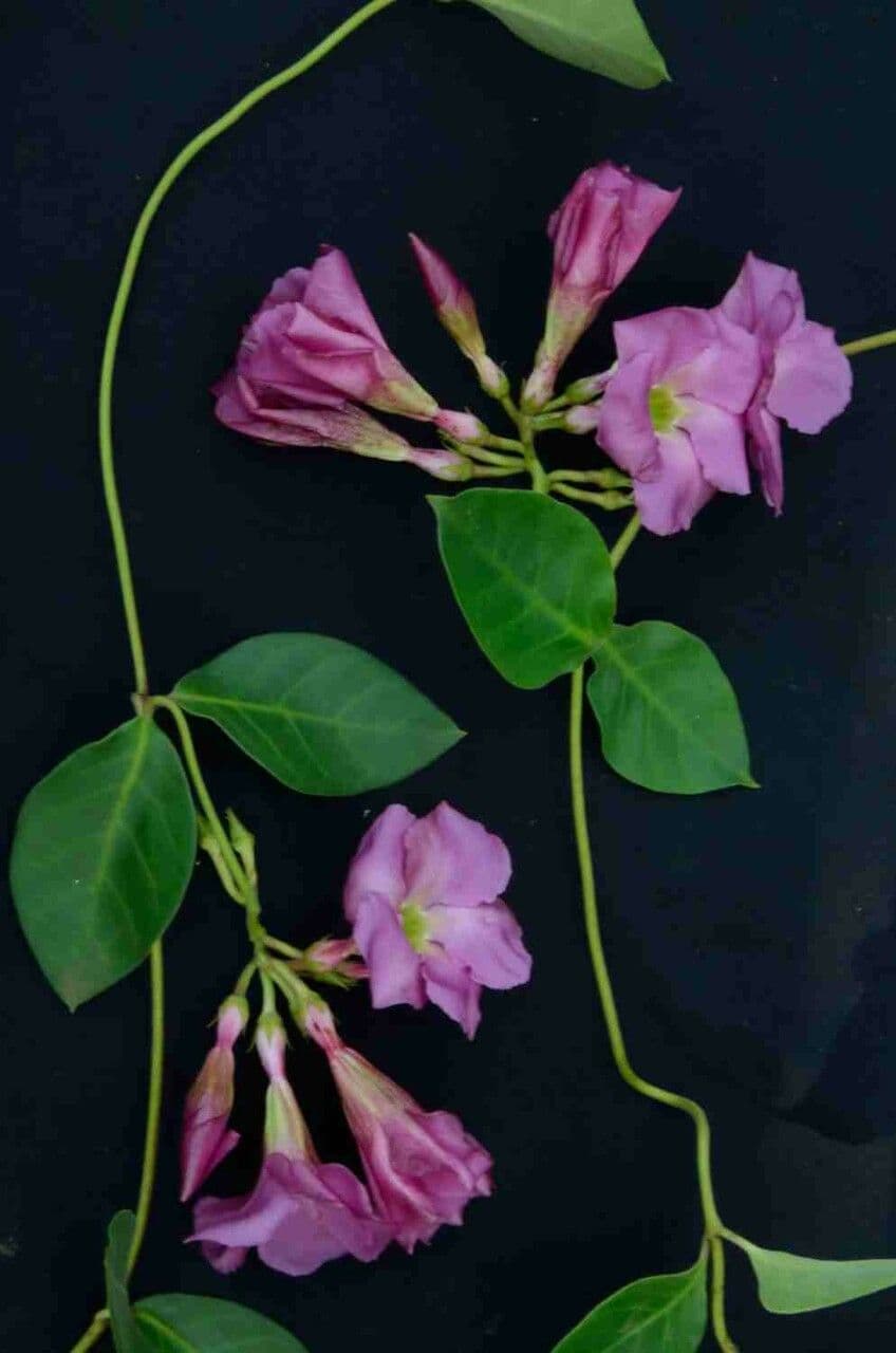 Temnadenia violacea 8