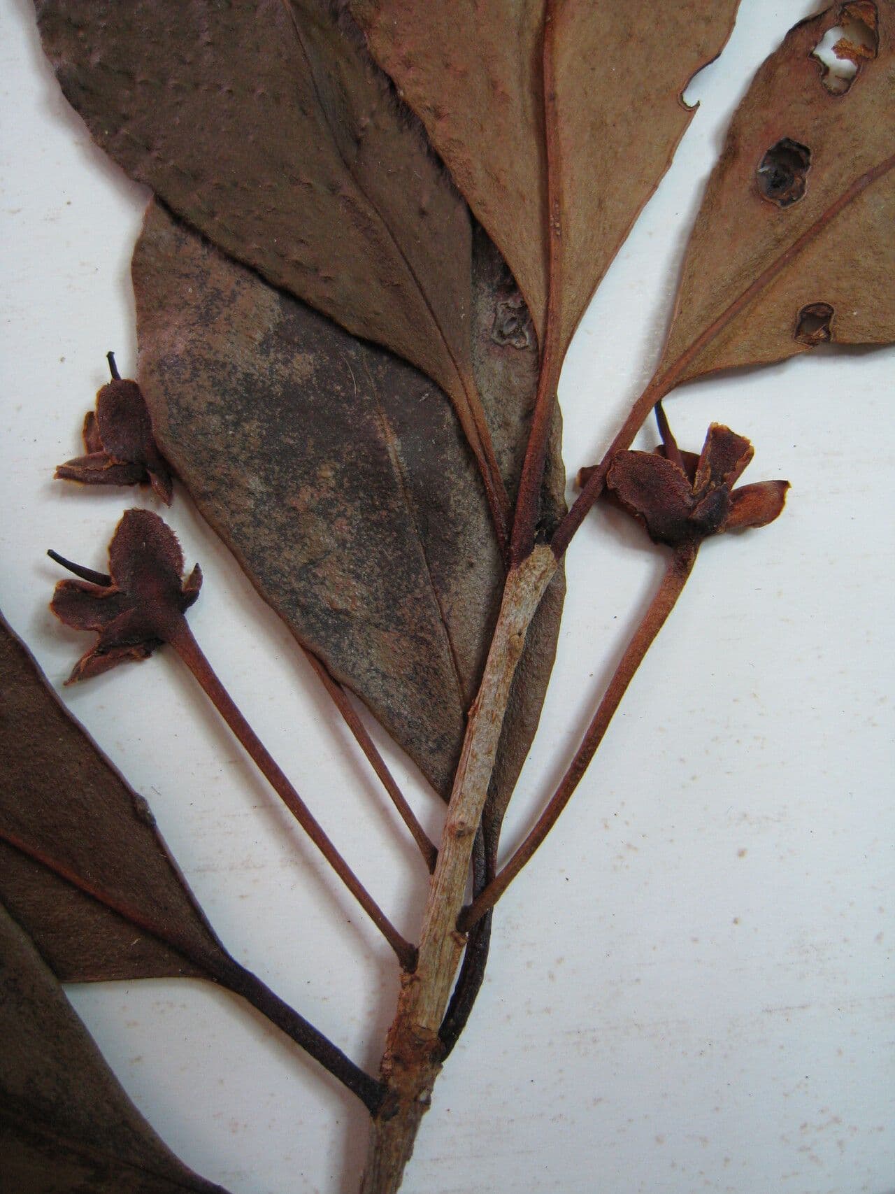 Ternstroemia delikatna 2