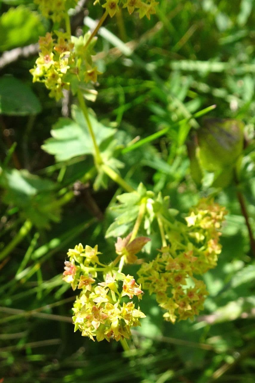 Alchemilla glabra 6