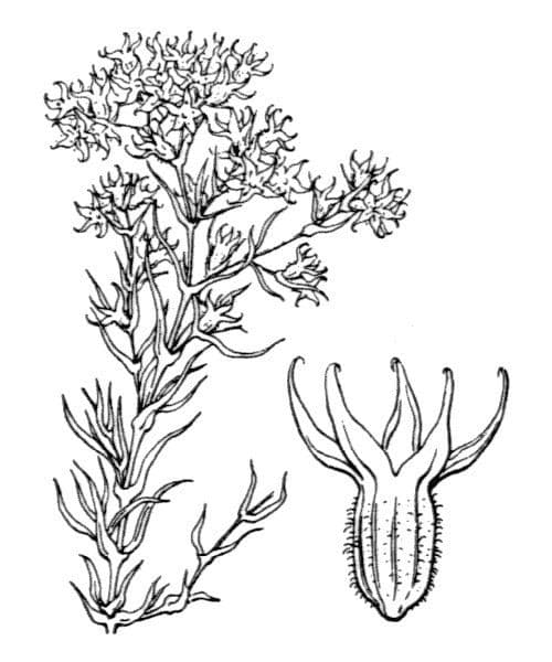 Scleranthus 22