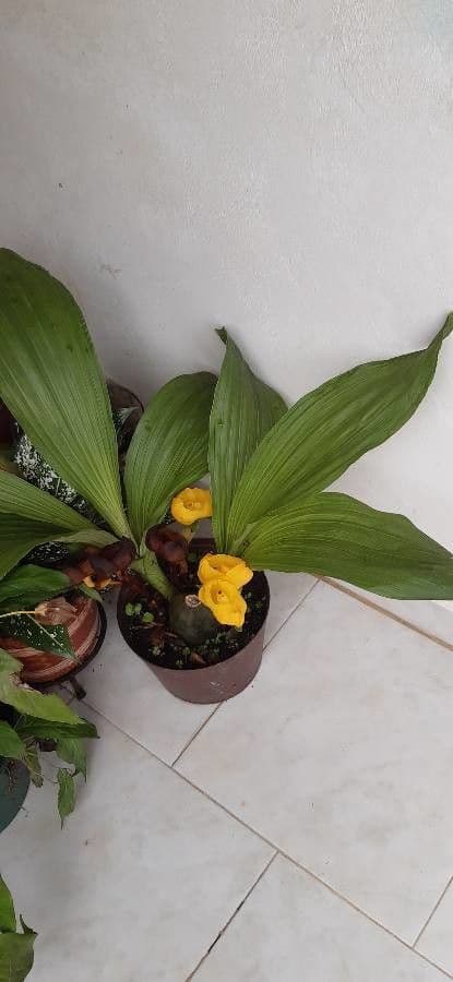 Orchidea Tulipano 8