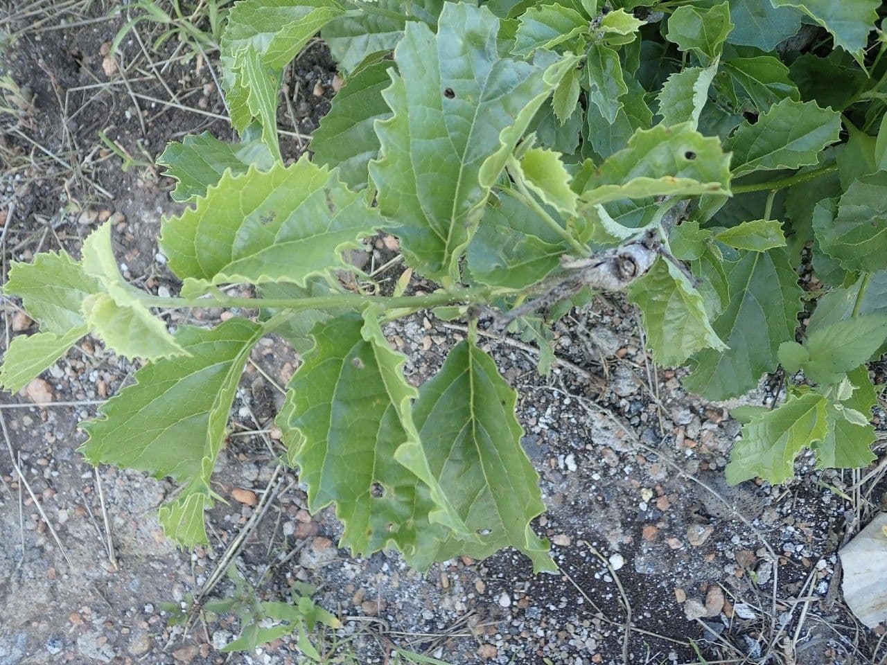 Cordia 6