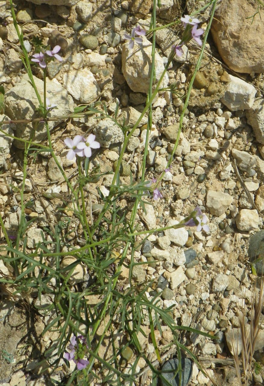 Erucaria 13