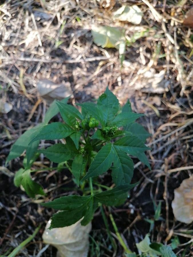 Croton lobato 8