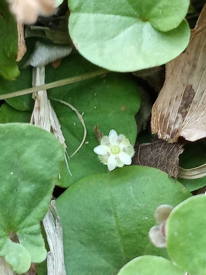 Dichondra a fiore piccolo 5