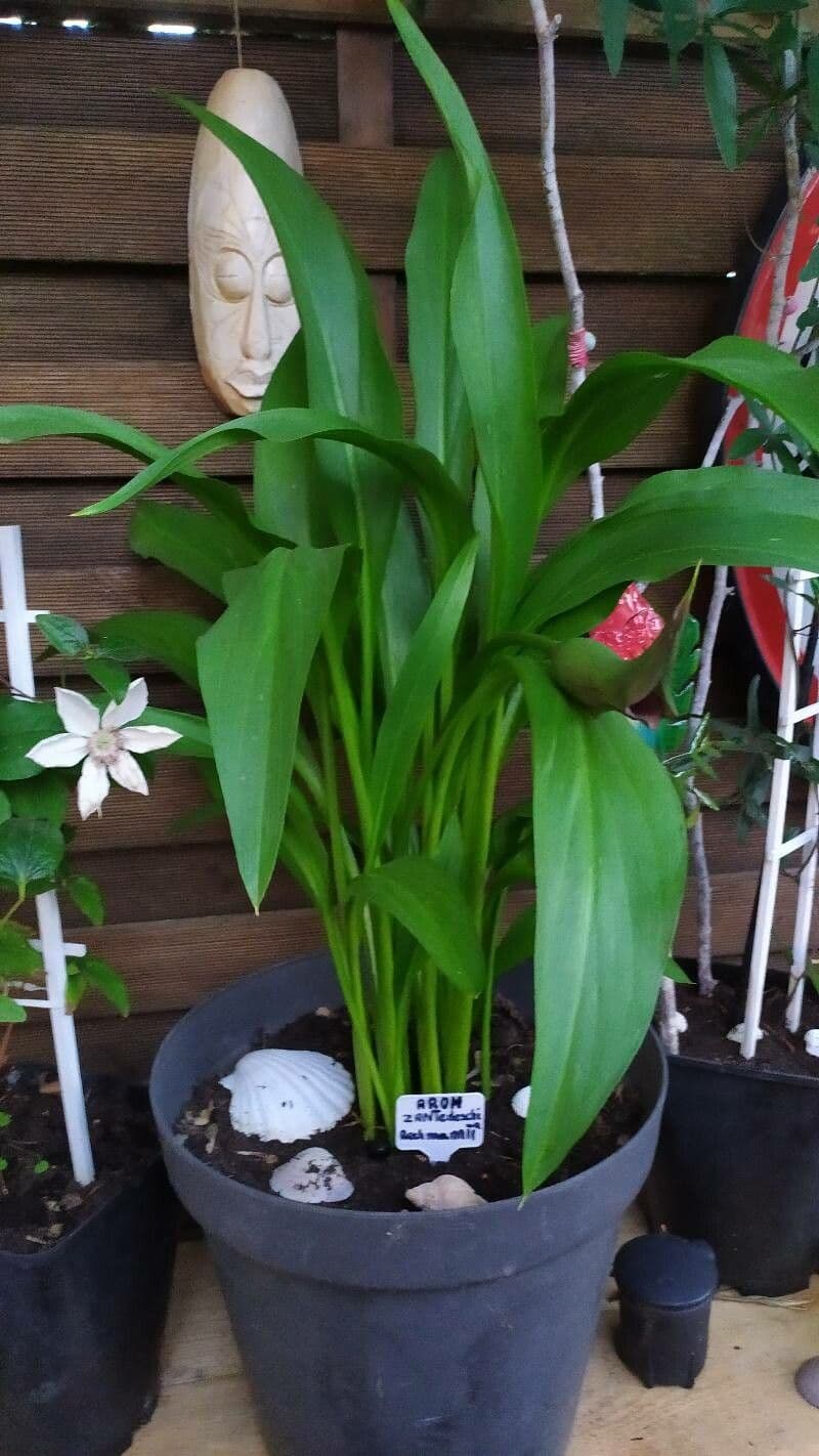Calla 6