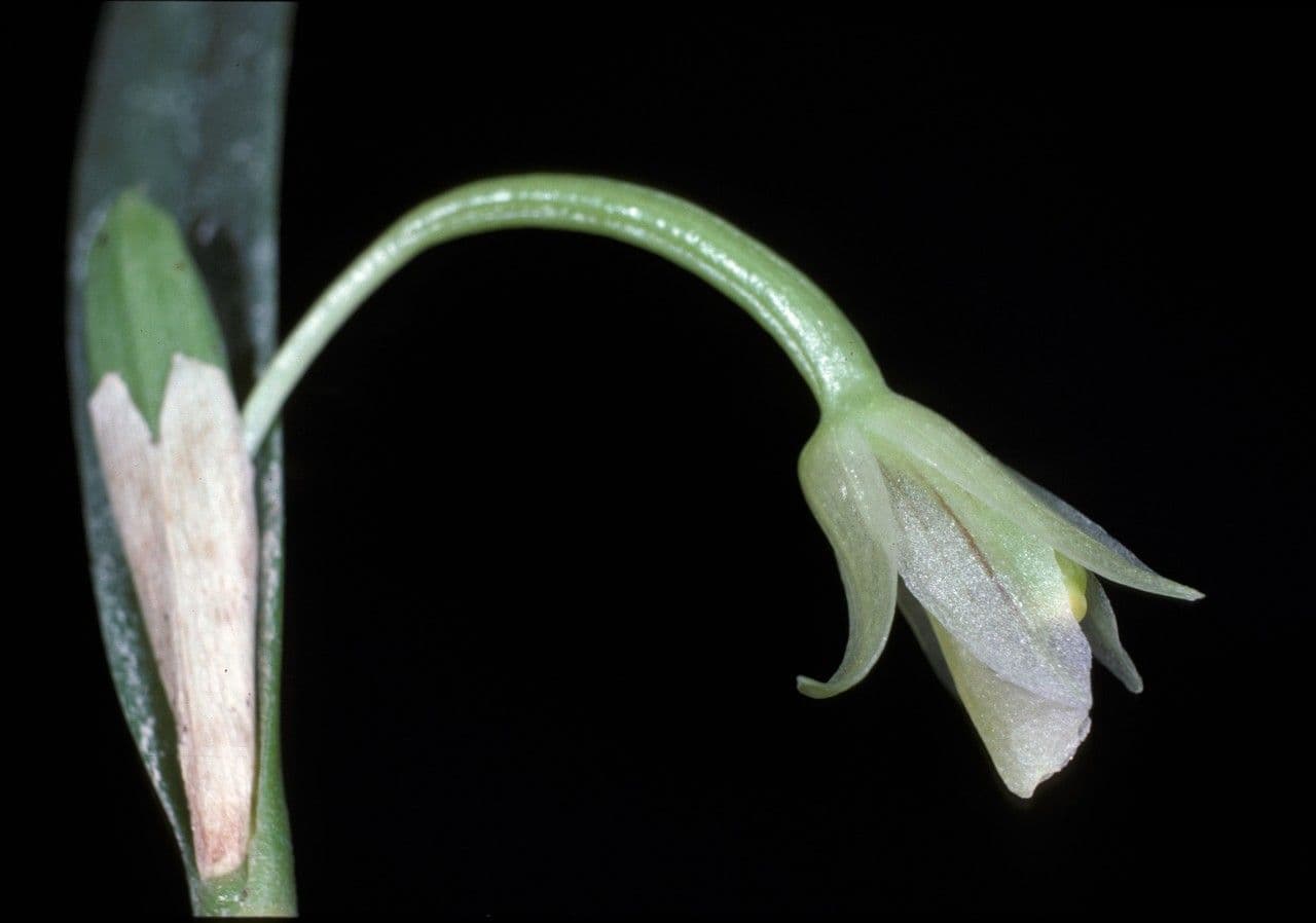 Scaphyglottis 4