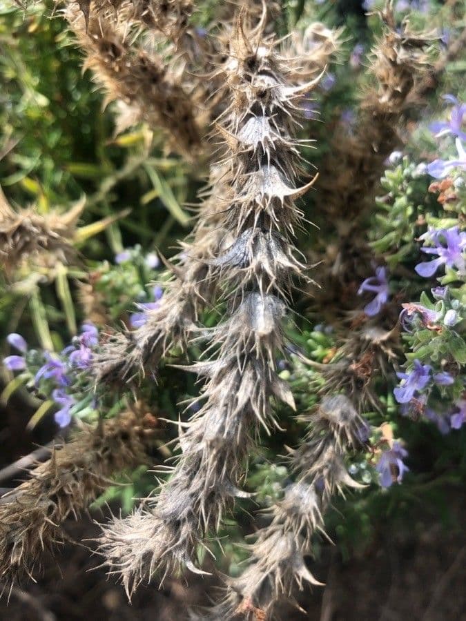 Sideritis 4