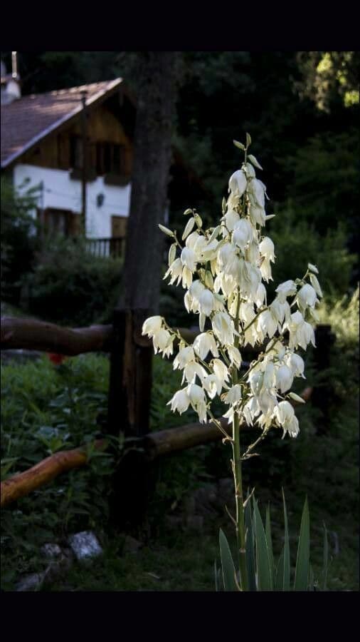 Schopf-Yucca 6